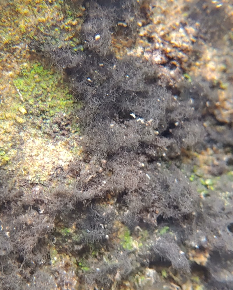 Velvet Lichen photo 7