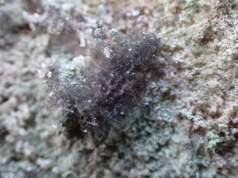 Velvet Lichen photo 8