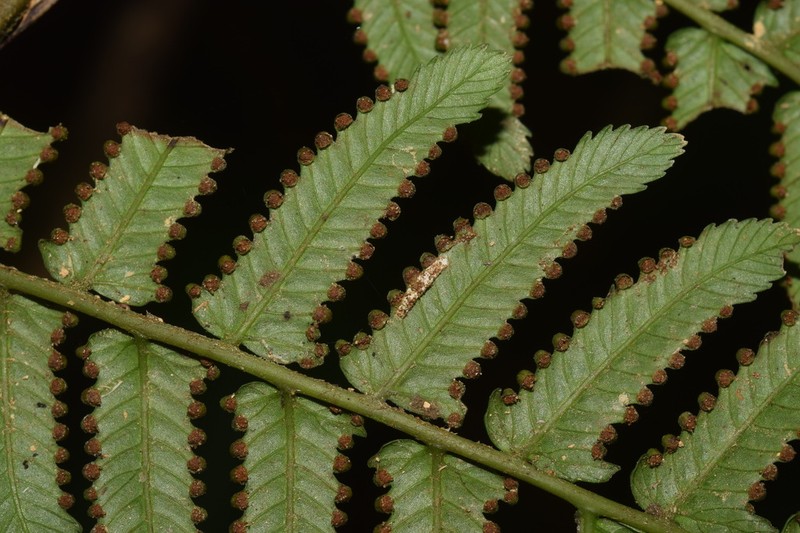 Cystodium sorbifolium