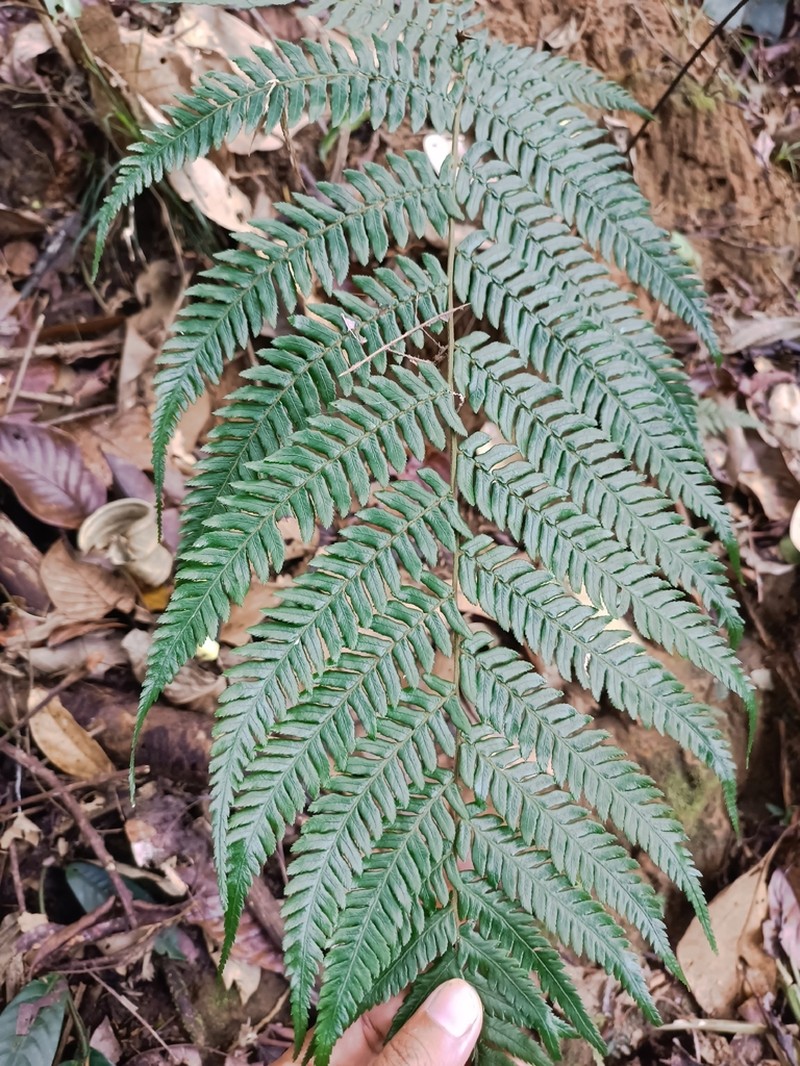Cystodium sorbifolium photo 3