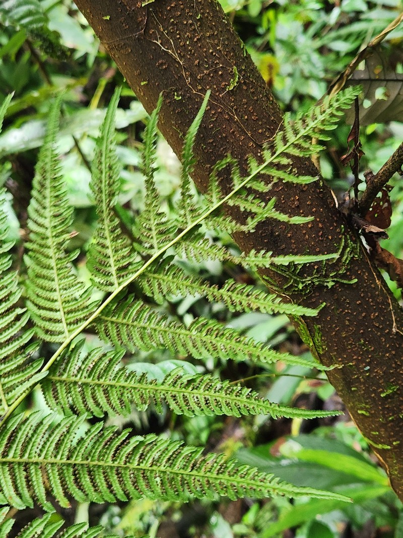 Cystodium sorbifolium photo 4