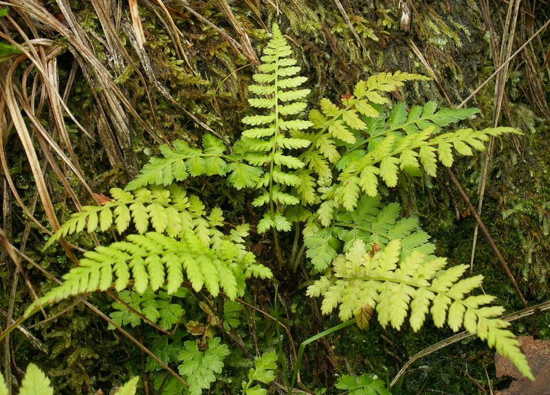 Bladderfern