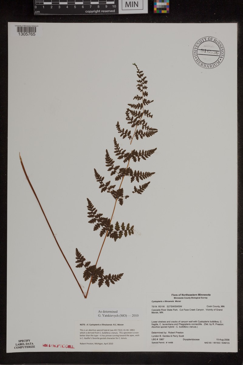 Bladderfern