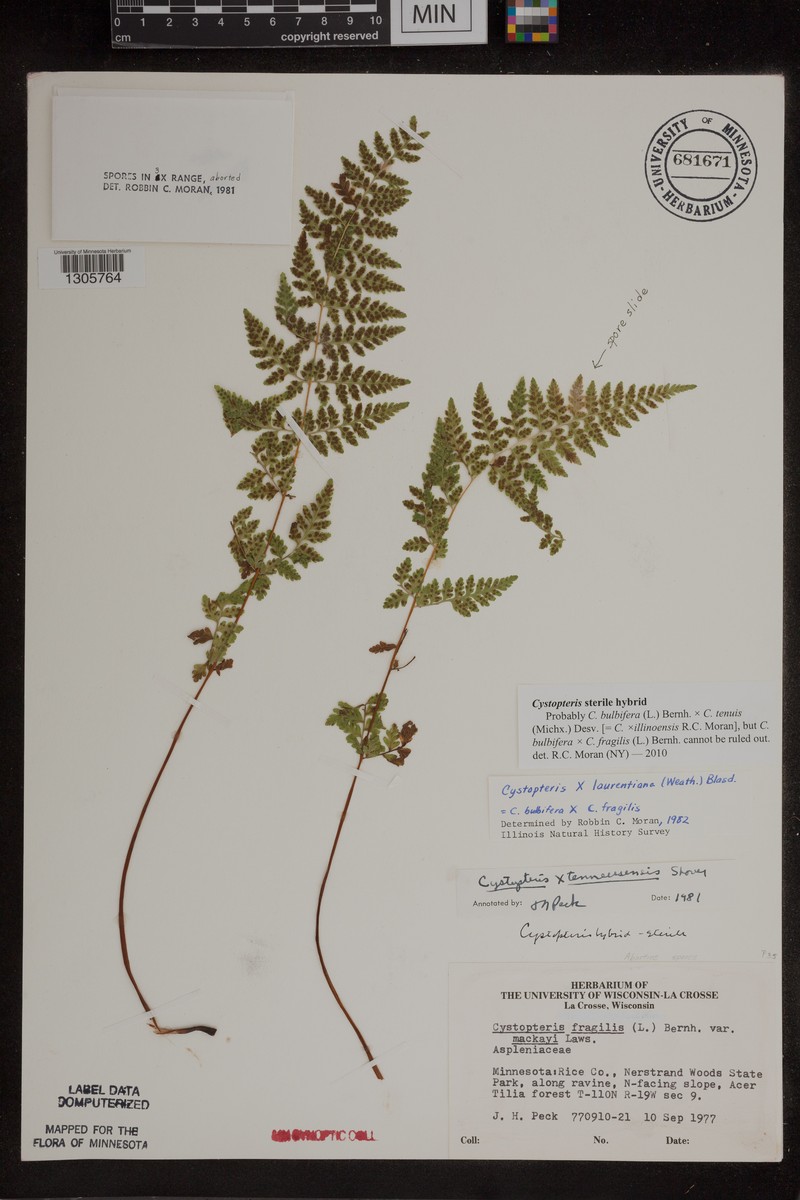 Bladderfern photo 2