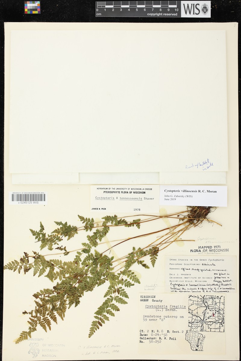 Bladderfern photo 3