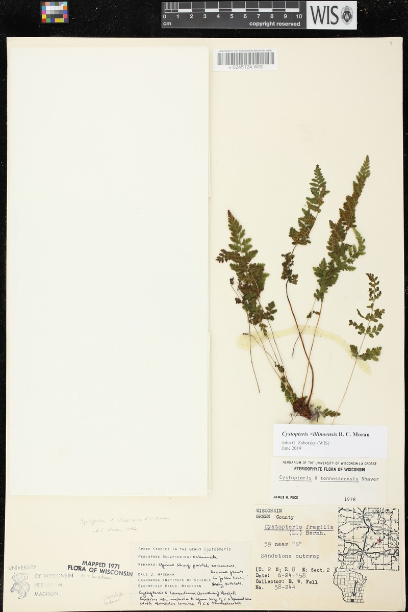 Bladderfern photo 4