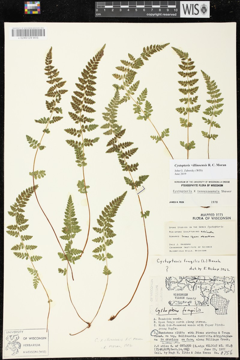 Bladderfern photo 5