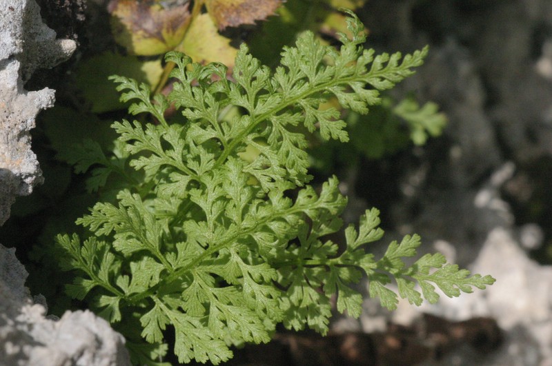 Cystopteris alpina