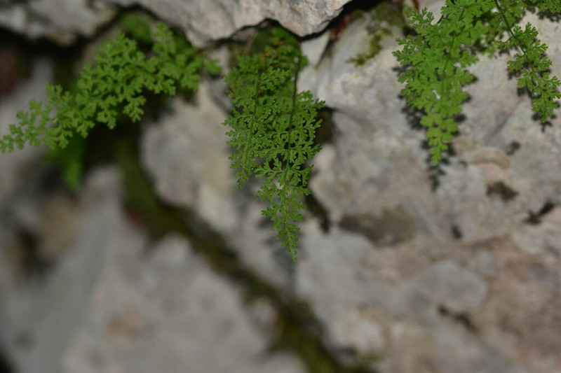 Cystopteris alpina photo 2