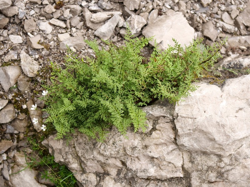 Cystopteris alpina photo 3