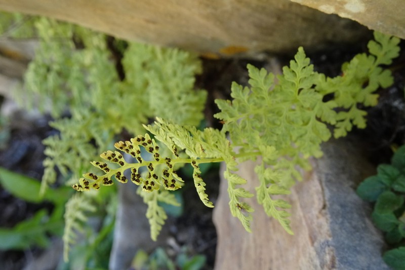 Cystopteris alpina photo 4