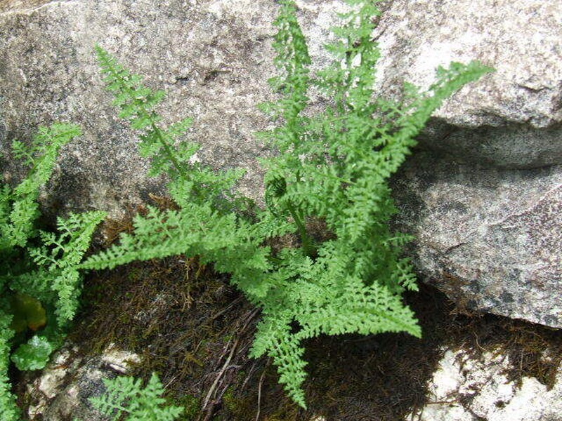 Cystopteris alpina photo 5