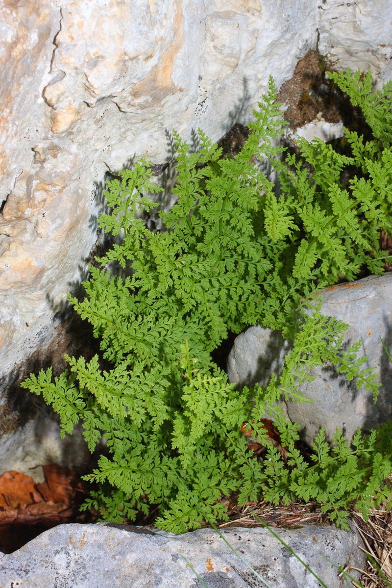 Cystopteris alpina photo 6