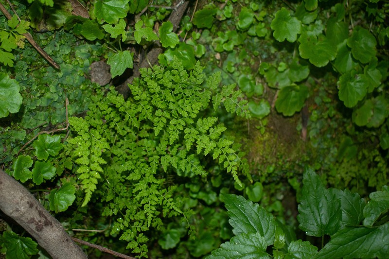 Cystopteris apiiformis