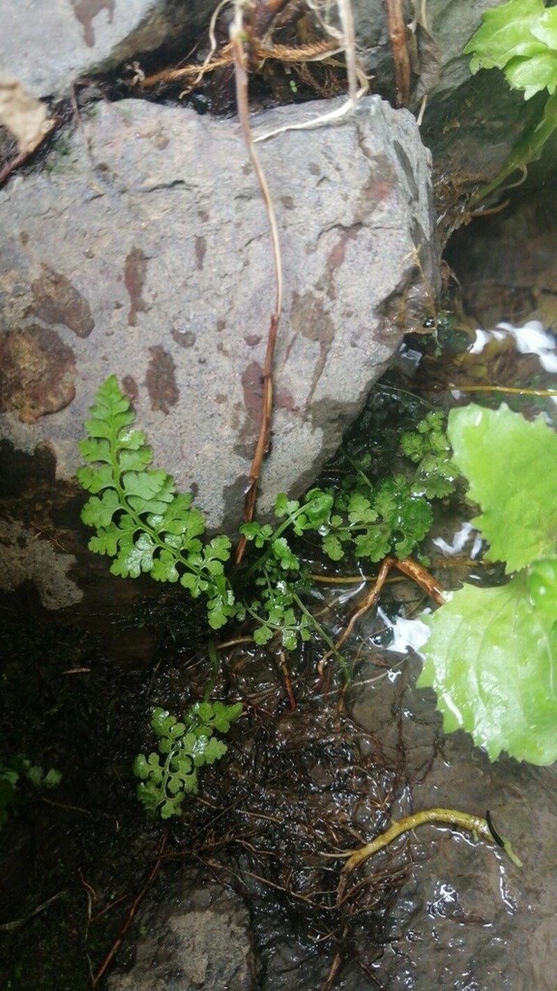 Cystopteris apiiformis photo 2