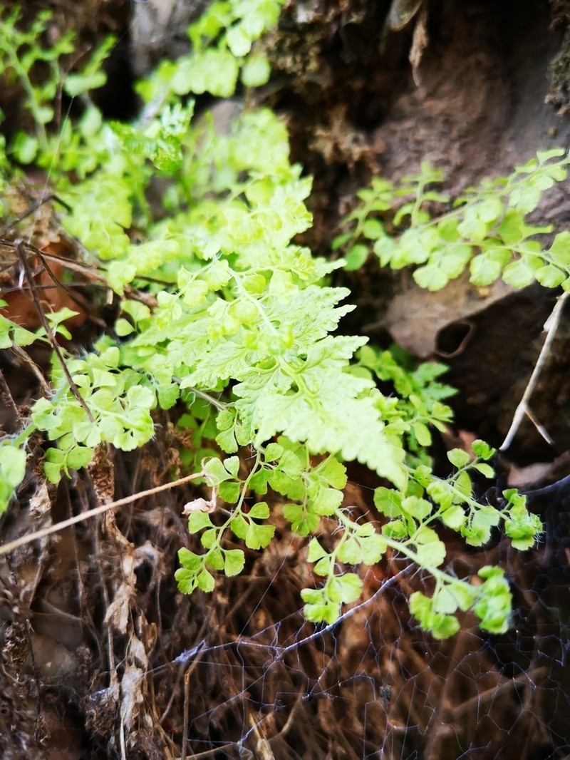 Cystopteris apiiformis photo 4