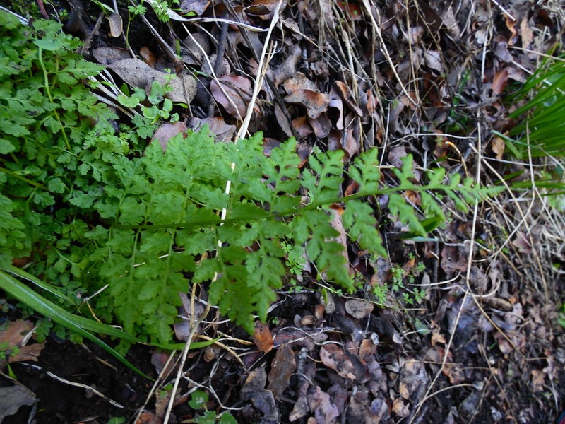 Cystopteris apiiformis photo 5