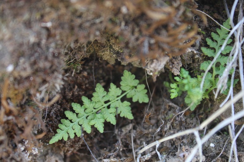 Cystopteris apiiformis photo 6