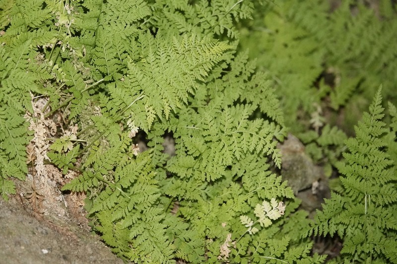 Cystopteris apiiformis photo 7
