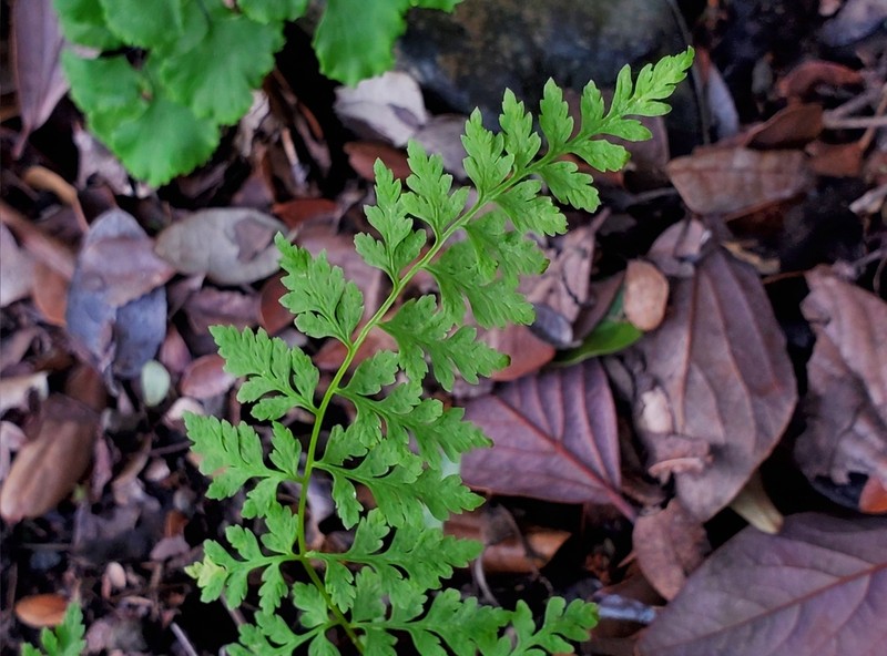 Cystopteris apiiformis photo 8