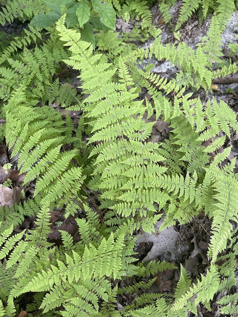 Bulblet Bladderfern