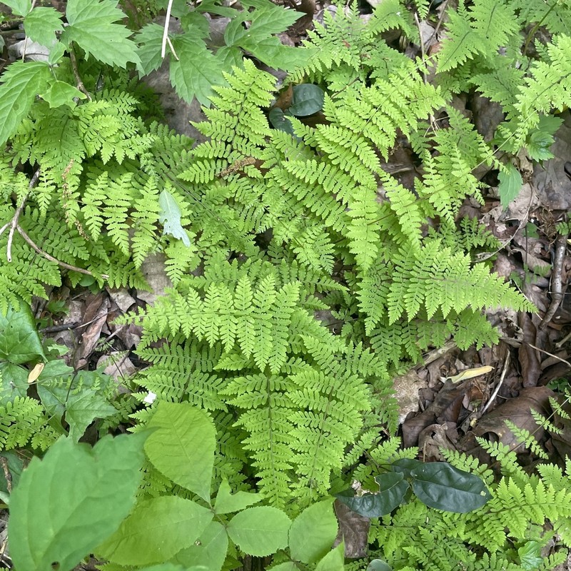 Bulblet Bladderfern photo 2