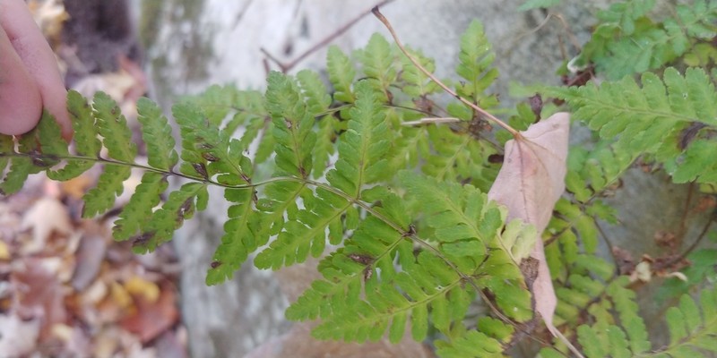Bulblet Bladderfern photo 3