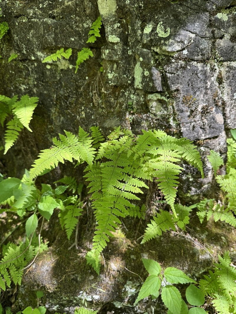 Bulblet Bladderfern photo 4