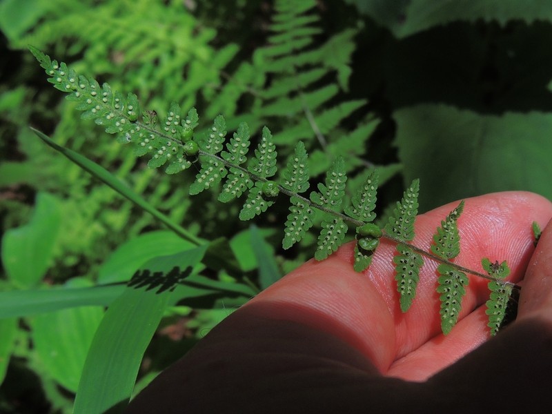 Bulblet Bladderfern photo 5
