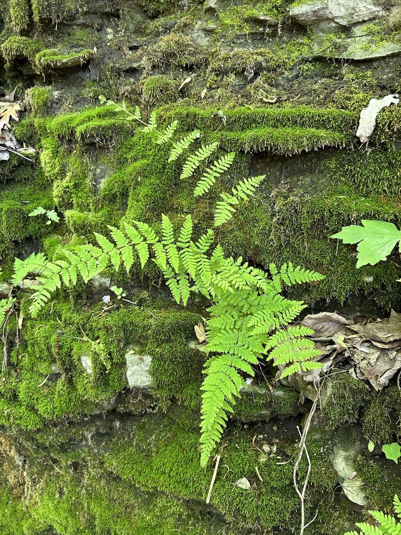 Bulblet Bladderfern photo 6