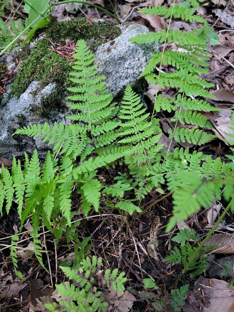 Bulblet Bladderfern photo 7