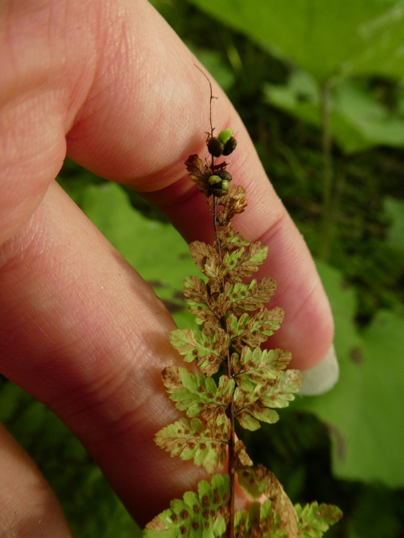 Bulblet Bladderfern photo 8