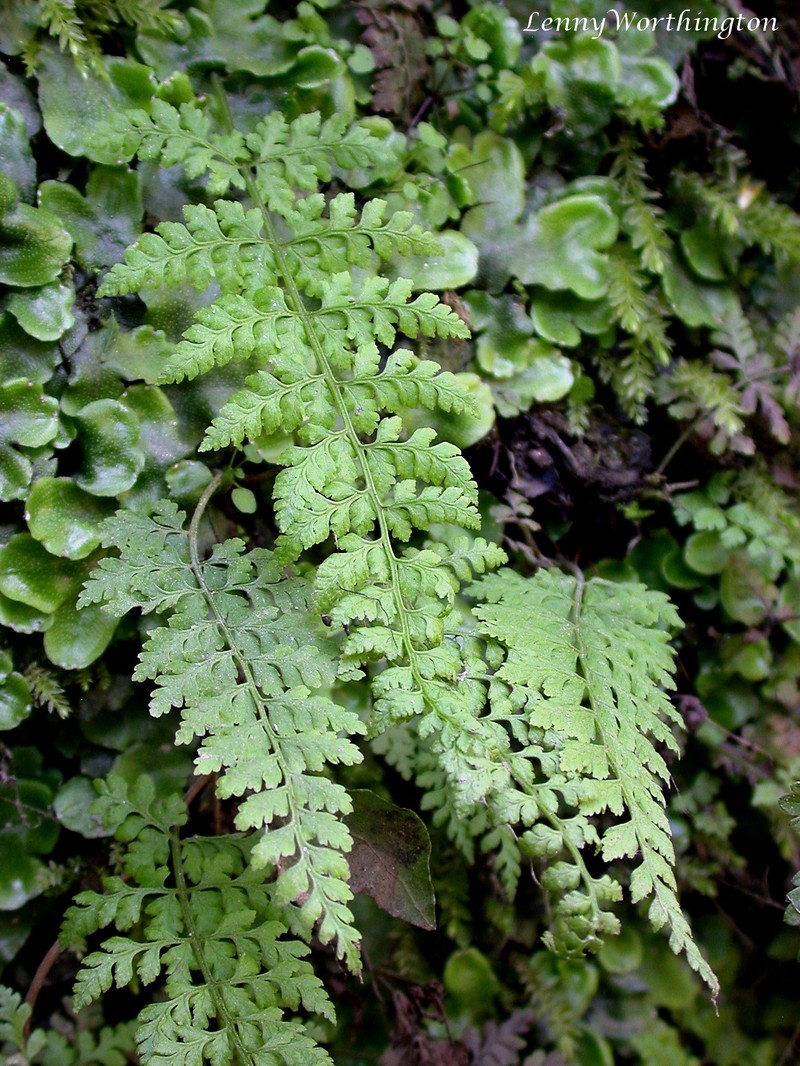 Cystopteris diaphana