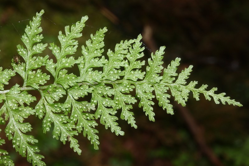 Cystopteris diaphana photo 2