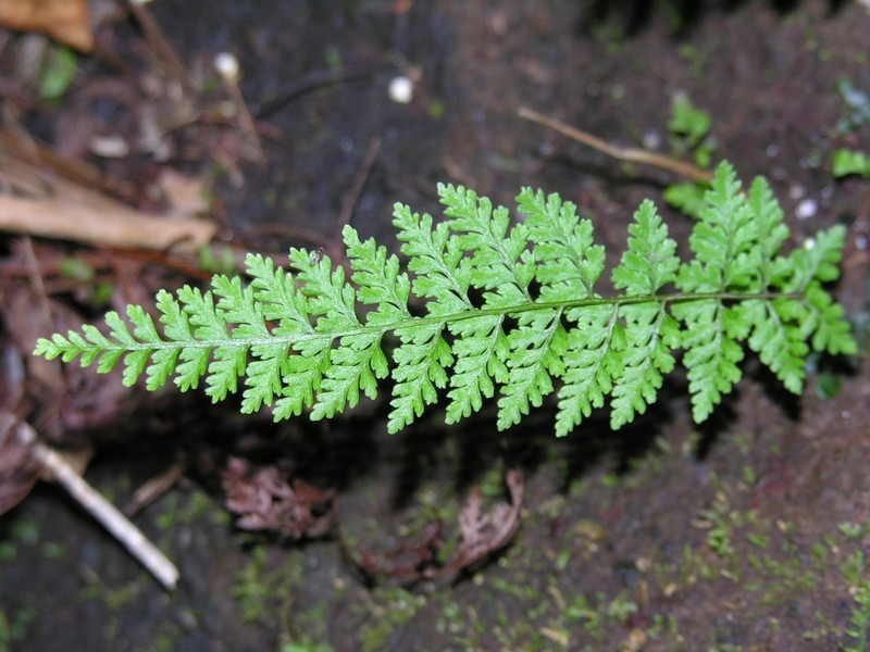 Cystopteris diaphana photo 3