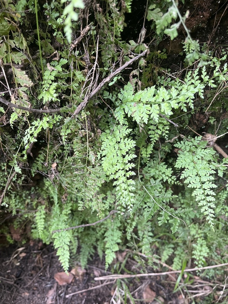 Cystopteris diaphana photo 4