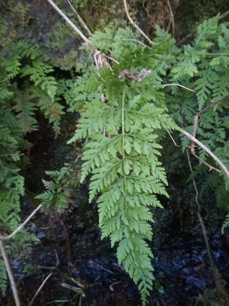 Cystopteris diaphana photo 5