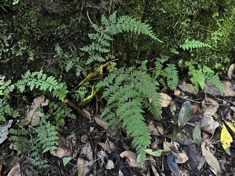 Cystopteris diaphana photo 6