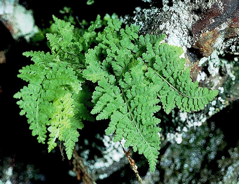 Cystopteris dickieana