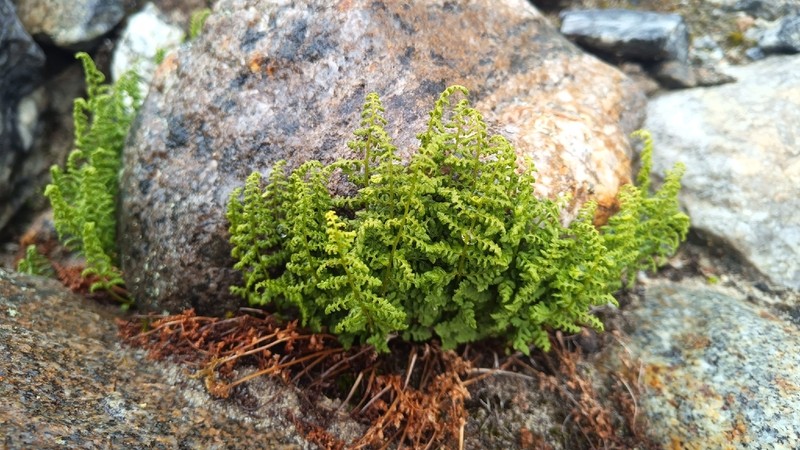 Cystopteris dickieana photo 2