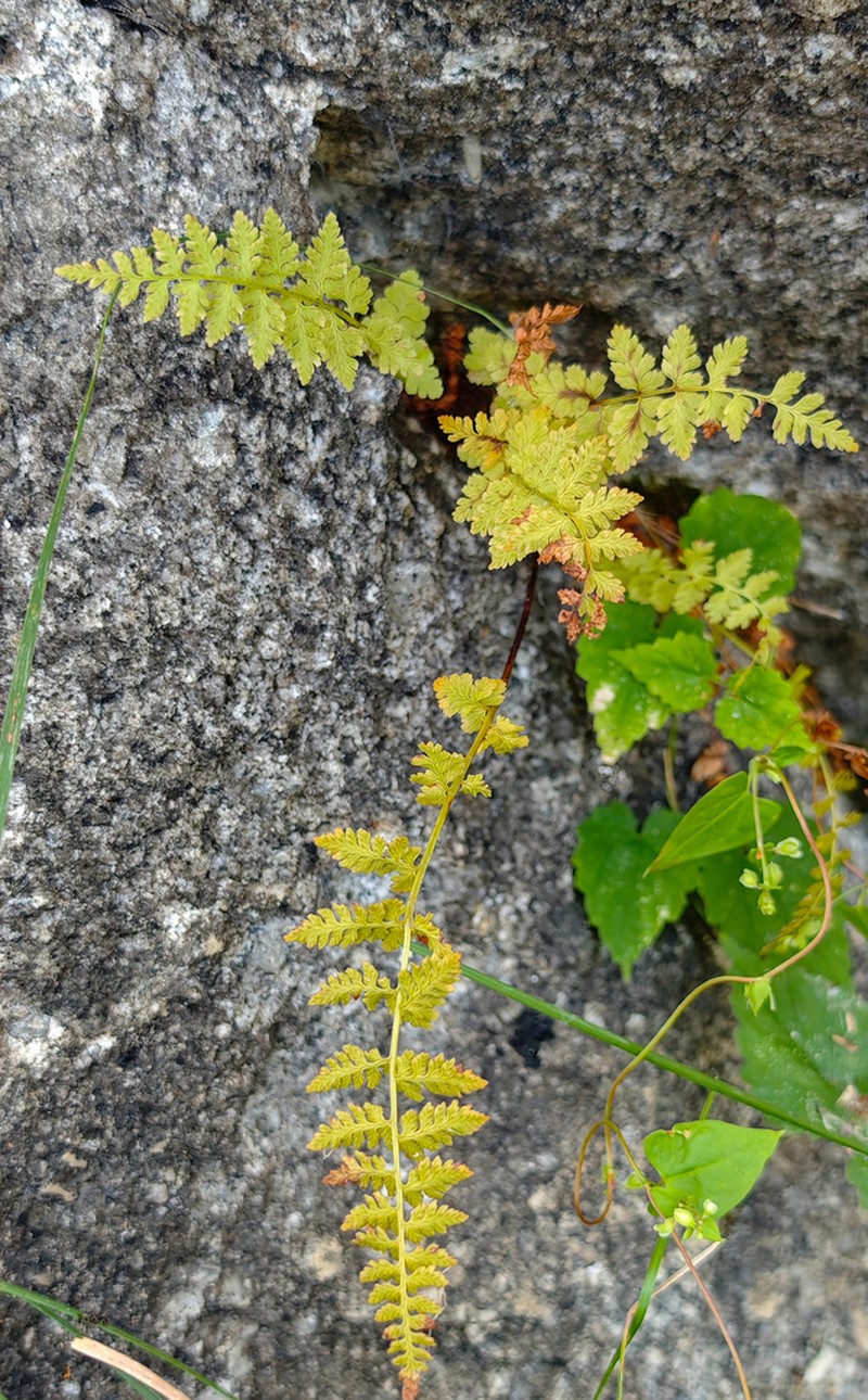 Cystopteris dickieana photo 3