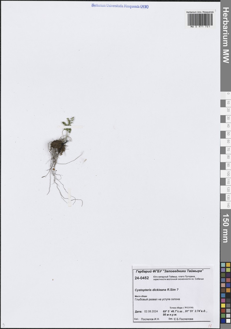 Cystopteris dickieana photo 5
