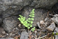 Cystopteris dickieana