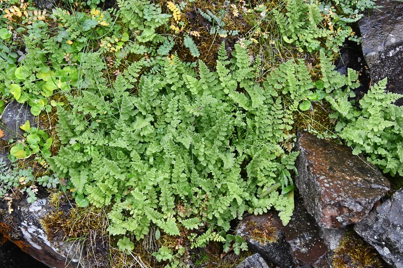 Cystopteris dickieana photo 2