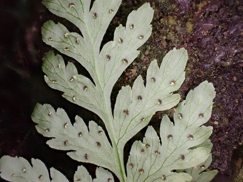 Douglas' Bladderfern
