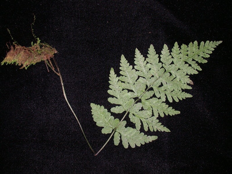 Douglas' Bladderfern photo 2