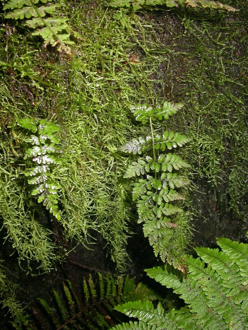 Douglas' Bladderfern photo 3