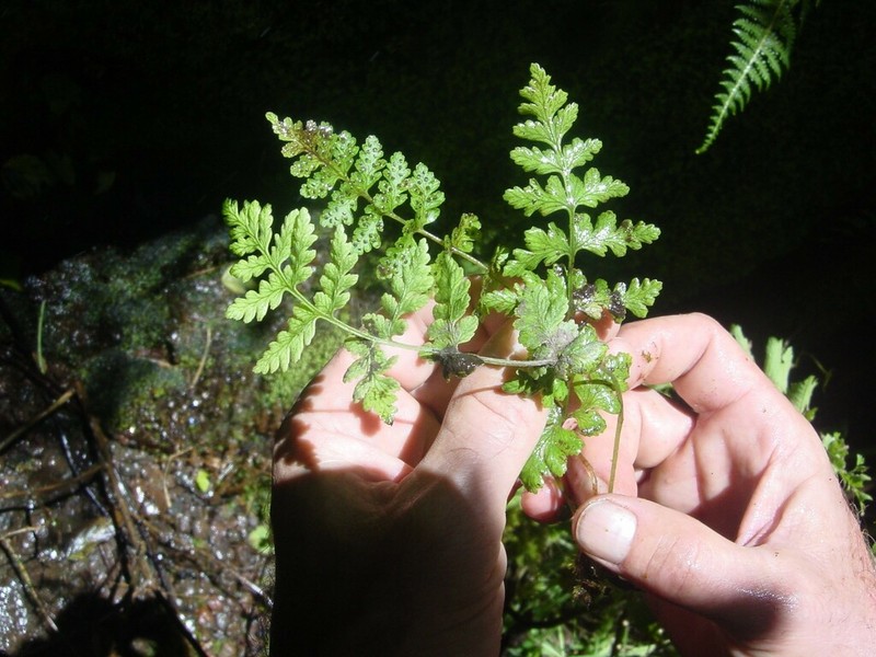Douglas' Bladderfern photo 4