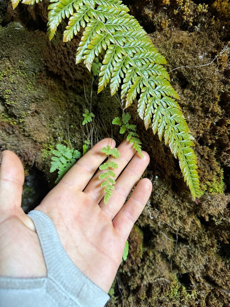 Douglas' Bladderfern photo 5