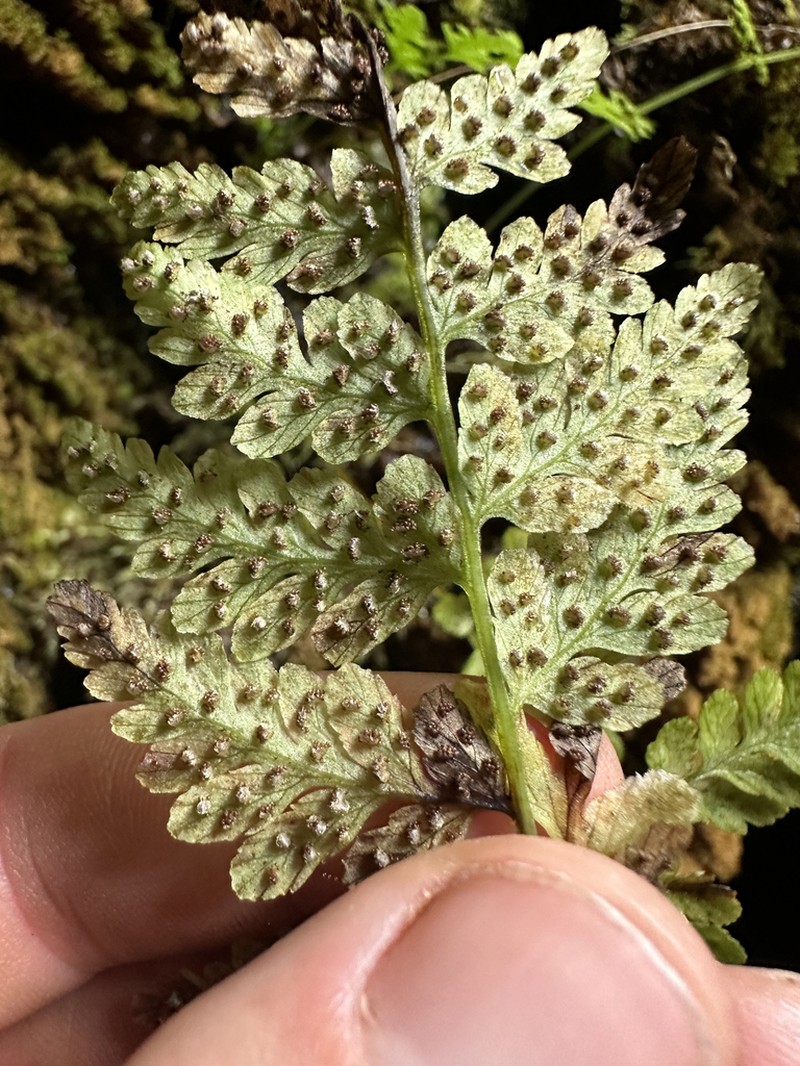 Douglas' Bladderfern photo 6